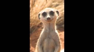 Suricate song [upl. by Nylessej661]