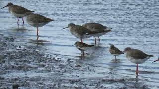 230811 RSPB Greatham Creek amp Saltholme [upl. by Iatnwahs]