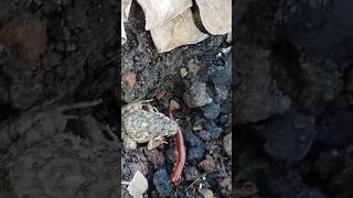 FROGS vs MILLIPEDEternyata LUWINGnya kabur  viralvideo shorts animals [upl. by Ahseyi585]