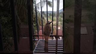 Pycnonotus goiaver goiaver birds pycnonotus yellowventedbulbul [upl. by Maudie327]