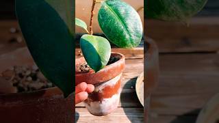 How to Repot a Rubber Plant in Minutes Quick amp Easy ukijoplants rubberplant shorts [upl. by Yentroc299]