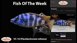 VC10 Placidochromis milomo imperialtropicals VC10Placidochromis milomo [upl. by Tireb]