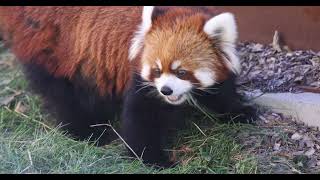 Red Panda Snackathon [upl. by Anurag]