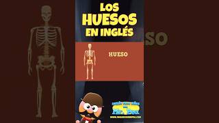 🩻Los huesos en inglés🩻 shorts english inglesfacil inglésparaniños mrpea [upl. by Rothschild]