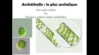 Thallophytes les algues  appareil végétatifAppareil plastidial [upl. by Akiemahs]