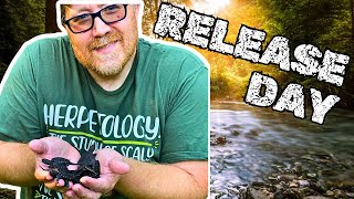 Releasing 17 rescued baby snapping turtles [upl. by Annaoj]