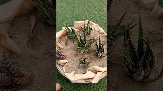 Haworthia Zebra  Tips for growing Haworthia Succulent [upl. by Iknarf]