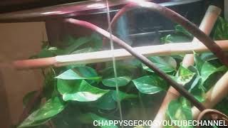 BIG CRESTED GECKO VIVARIUM LIVE PLANTS 24X18X36 [upl. by Jeroma]