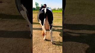 Australian friesian cross cow for sale hfcow shortsviral shorts [upl. by Colpin]