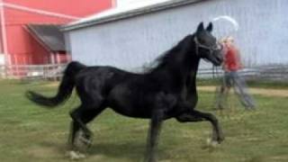 Sovrans Impresario  American Saddlebred Black Stallion [upl. by Epolenep407]