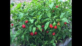 2017 Super Hot Peppers Growing Season  Ep 12  Season Ending Soon [upl. by Pengelly]