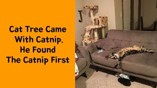 50 Times Cats Found Catnip And Catexe Stopped Functioning  Funny cat [upl. by Airyt]