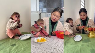 See this funny monkey Icy Is Eating Snack With Mommy cute monkey animals eating [upl. by Grossman444]