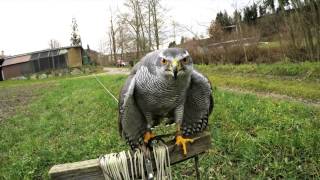 Goshawk vs Crows 7 [upl. by Amadeo100]