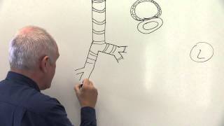 Respiratory System 1 Lungs chest wall and diaphragm [upl. by Boru]