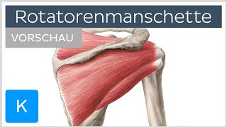 Rotatorenmanschette Aufbau und Funktion Vorschau  Anatomie des Menschen  Kenhub [upl. by Jaquiss]