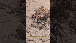 Ants catch katydids Fantastic Beasts Are Here Animal World Animal World Highlights Kaydids Ants [upl. by Mauricio]