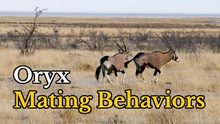 Surprising Facts about Oryx GazellasGemsboks’ Mating Behaviors [upl. by Arihday449]