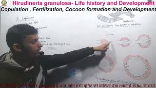 Hirudinaria granulosa  Life history and development bsc 5th semester zoology [upl. by Dysart]