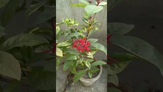 Chinese Ixora Plant Care guide  One of the best Flowering plant plants garden fypシ゚viral [upl. by Most435]