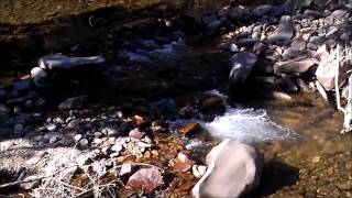 TSAWHAWBITTS LEGEND MAN EATER JARBIDGE NEVADA [upl. by Corkhill11]