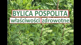 Bylica pospolita  właściwości zdrowotne zastosowanie [upl. by Kenzie687]