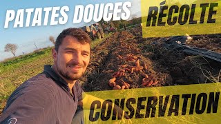 Super récolte de patates douces  Comment les conserver le plus longtemps possible [upl. by Ivers]