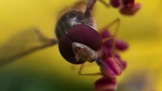 Close Up Video Of Hoverfly [upl. by Naesad]