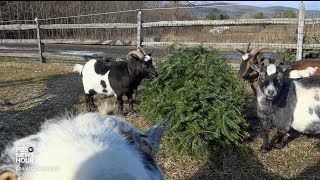 This farm has a novel way to dispose of Christmas trees [upl. by Yrakaz]