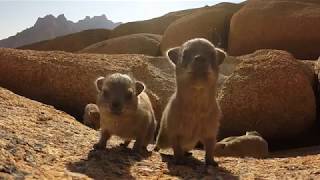 Baby rock dassies inspect gopro [upl. by Nosrej249]