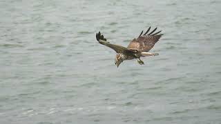 Common Buzzard Buteo buteo Buizerd Landtong Rozenburg ZH the Netherlands 19 Oct 2024 11 [upl. by Tjader333]