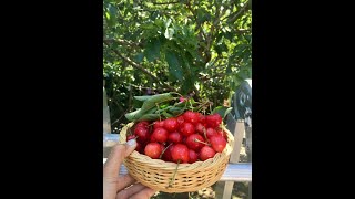 Comment cueillir les cerises avec une bouteille Hái cherry bằng chai nhựa tự chế [upl. by Einobe]