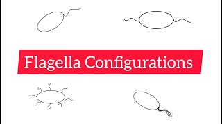 Flagella Configurations  Monotrichous Lophotrichous Amphitrichous and Peritrichous [upl. by Yadsnil]