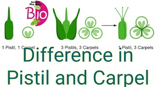 What is the difference between Pistil and Carpel by Simply The Best BIO [upl. by Anahcra]