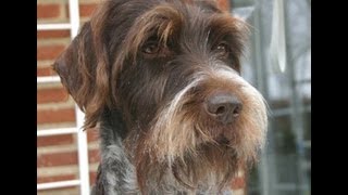 Жесткошерстный грифон Грифон Кортальса  Korthals Griffon Породы собак Dog Breed [upl. by Erin]