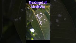 Treatment of mealybug happyhub mealybug flowers plant garden milibug viralshorts shorts [upl. by Nirrol382]