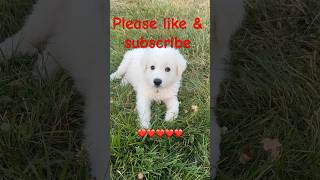 Our Great Pyrenees puppy is 11 weeks old 62424 amp needs a forever home puppy pyrenees dog ￼￼ [upl. by Ryan]