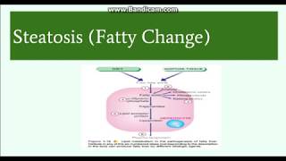 Fatty change Steatosis Etiology Pathogenesis and Morphology [upl. by Aninay]