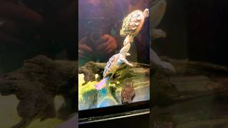 Diamond back terrapins Ft Pierce aquarium turtle flordia [upl. by Hickey]