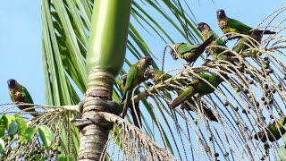 Painted Parakeet Pyrrhura picta picta feeding on açaí berry French Guiana [upl. by Acenom]