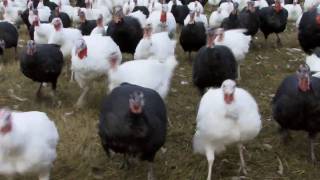 John Howe amp His Free Range Turkeys [upl. by Assiluy]