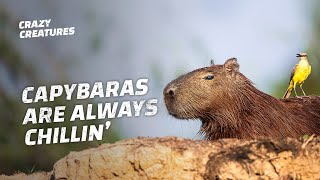 Capybaras the Largest and ‘Chillest’ Rodents in the World [upl. by Acinomed]