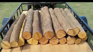 How to Remove Osage Sapwood and Bark Quickly [upl. by Lodhia134]