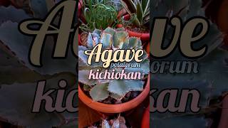 Agave potatorum Kichiokan [upl. by Nnewg408]