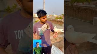 Kabutar 🤲bahut wafadar❤️ hota Hai dekhen 😱pigeon viral new short video [upl. by Inuat]