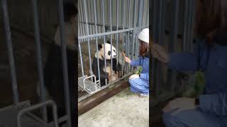 Hilarious video of feeding a panda at Panda Base in China [upl. by Eelnyl781]