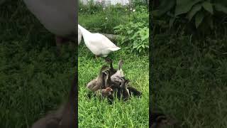 Can geese raise ducklings [upl. by Adnicaj]