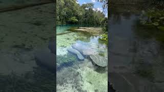 A quiet afternoon on the river either these 2 💙 getupandgokayaking clearkayaking manatee [upl. by Ynnor]