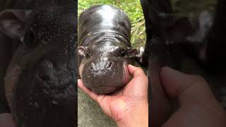 Cute Baby Hippo Loves Attention [upl. by Kristine]