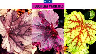 Heuchera Varieties A to Z [upl. by Anaeda]